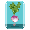 Turnip
