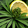 Lemon haze cannabis design