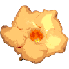 yellow flower