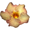 Gartenblumen