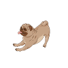 Dog walkers and pug lovers