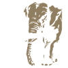 Ghana - Eléphant