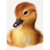 Bébé canard - animal de ferme