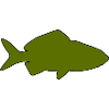 Poisson rouge