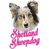 Shetland sheepdog