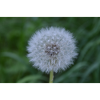 Pusteblume