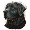 Veretan Labrador Retriever