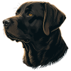 Soft Looking Labrador Retriever