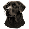 Compagnon Labrador Retriever