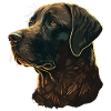 Calmer Labrador Retriever