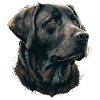 Bon Labrador Retriever