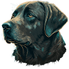 Gentle Labrador Retriever