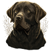 Behave Labrador Retriever