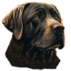 Great Labrador Retriever