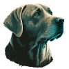 Bright Labrador Retriever