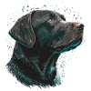 Wishing Labrador Retriever