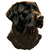 Schwarzer Labrador Retriever