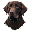 Labrador Retriever hautement entraînable