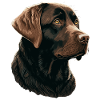 Brauner entzückender Labrador Retriever