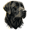Super Labrador Retriever Noir