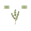 Pretend I'm thyme