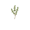 Thyme Whisperer