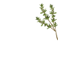 Funny thyme saying