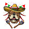 Cinco De Mayo Bulldog
