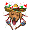 Cinco De Mayo Golden Retriever