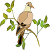 Vogel