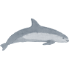 Vaquita Conservation Endangered species