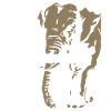 Malawi - Elephant