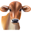 Vache suisse brune