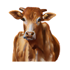 Braunvieh Kuh