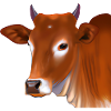 Brown Swiss