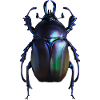Dung beetle