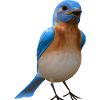 Hut Warbler Bird Design