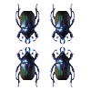 Dung beetle