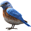 Hut Warbler Bird Design