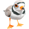 Yellow-footed plover