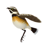 Braunkehlchen