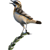 Tarier des prés