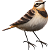 Braunkehlchen