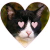 Katze mit Herzen