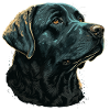 Dark Blue Labrador Retriever
