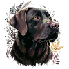 Labrador retriever violet
