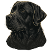 Labrador Retriever robuste