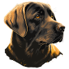 Formal Labrador Retriever