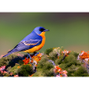 L’oiseau bleu vous regarde