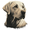 Weißer alter Labrador Retriever